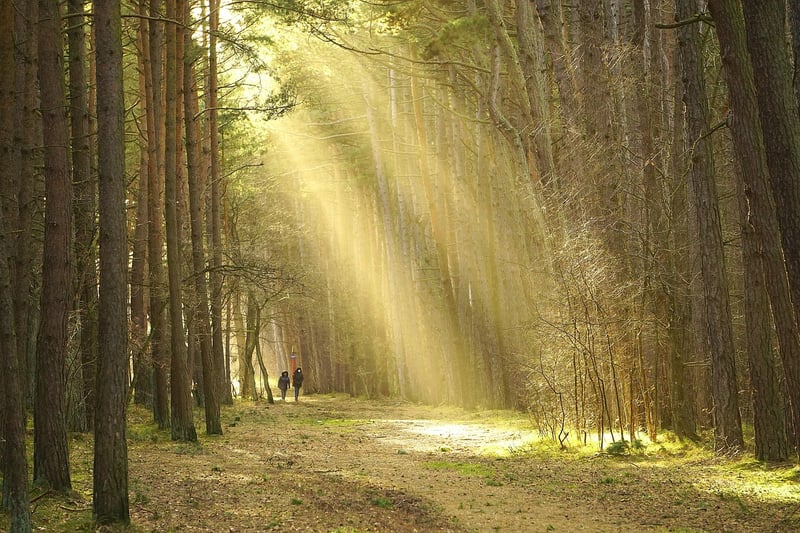 Forest Walk